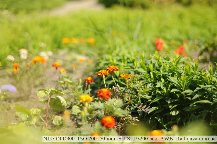 Пример фотографии на Nikon D300 Пример фотографии на Nikon D300