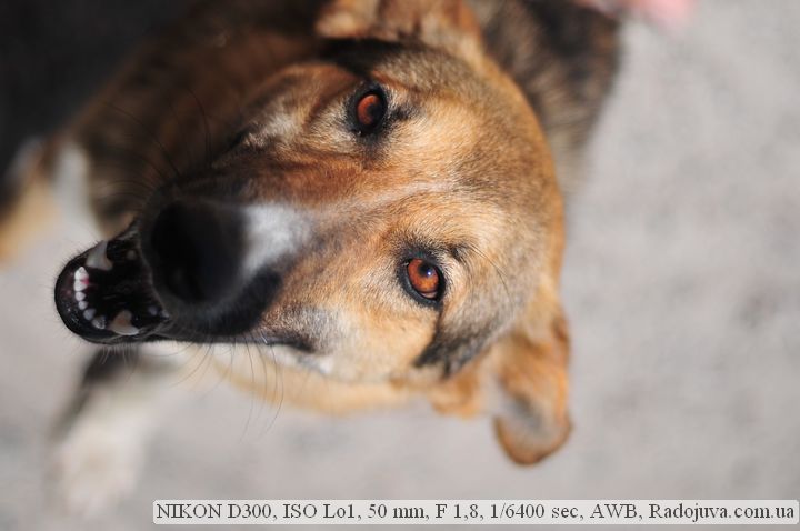 Пример фотографии на Nikon D300 Пример фотографии на Nikon D300