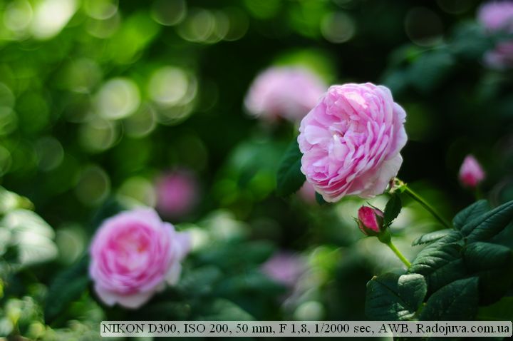 Пример фотографии на Nikon D300 Пример фотографии на Nikon D300