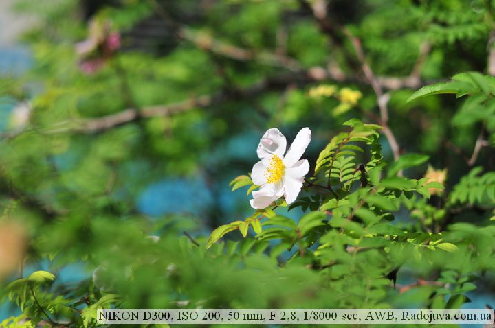 Пример фотографии на Nikon D 300 Пример фотографии на Nikon D 300