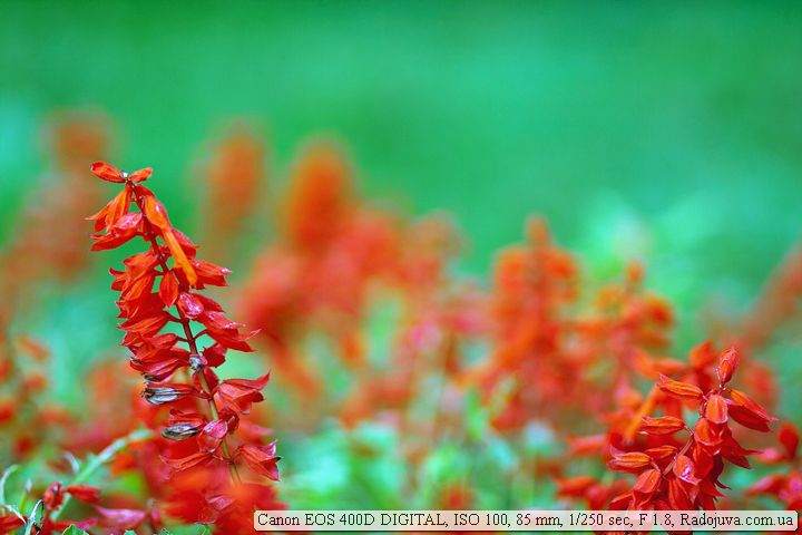 Пример фотографии на Canon 400D Пример фотографии на Canon 400D