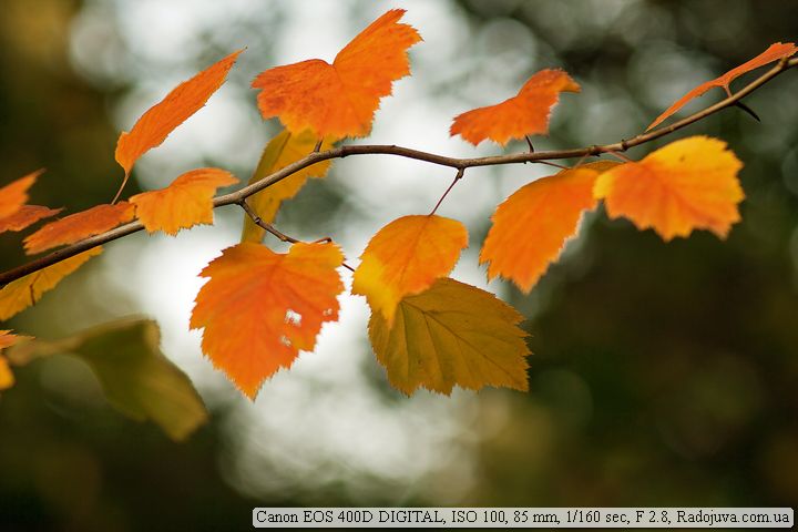 Пример фотографии на Canon 400D Пример фотографии на Canon 400D