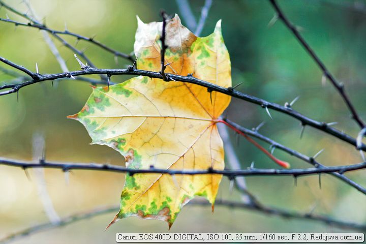 Пример фотографии на Canon 400D Пример фотографии на Canon 400D