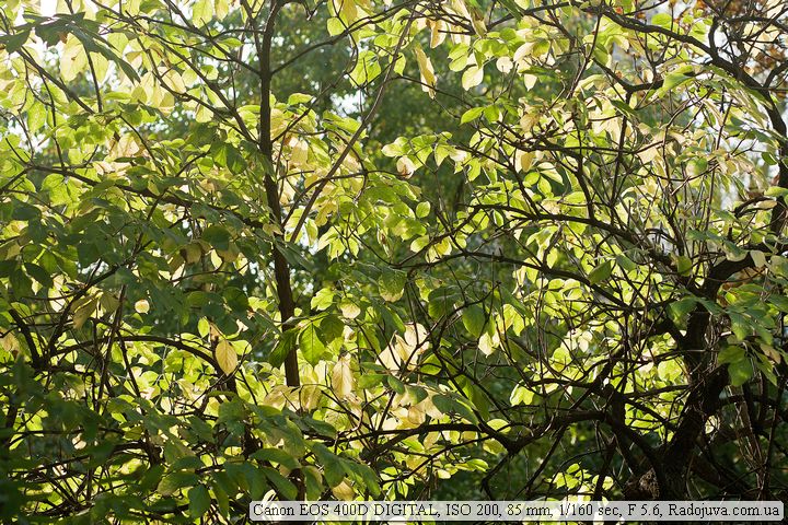 Пример фотографии на Canon 400D Пример фотографии на Canon 400D
