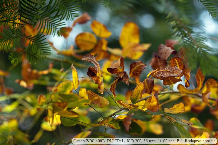 Пример фотографии на Canon 400D Пример фотографии на Canon 400D