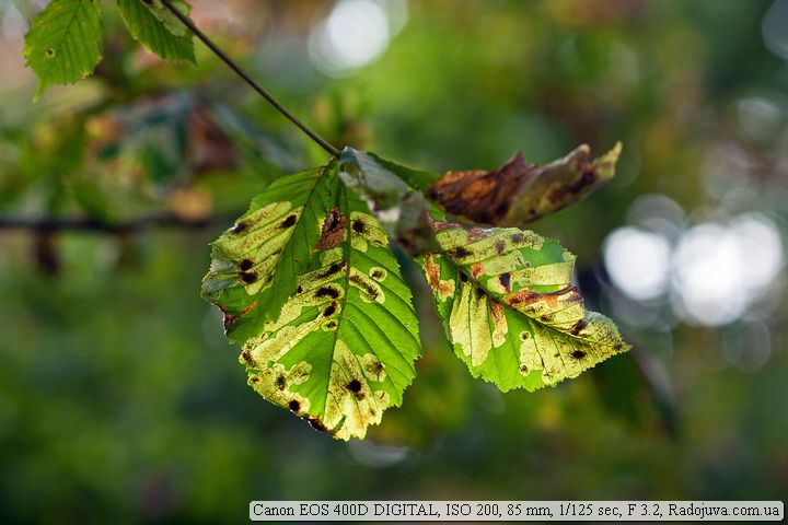Пример фотографии на Canon 400D Пример фотографии на Canon 400D