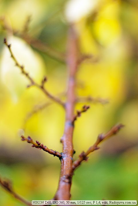 Пример фотографии на Nikon D60 Пример фотографии на Nikon D60