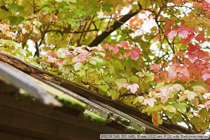 Пример фотографии на Nikon D 60 Пример фотографии на Nikon D 60