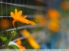 цветы, пример фотографии на объектив yongnuo 50mm 1.8 ii новая версия