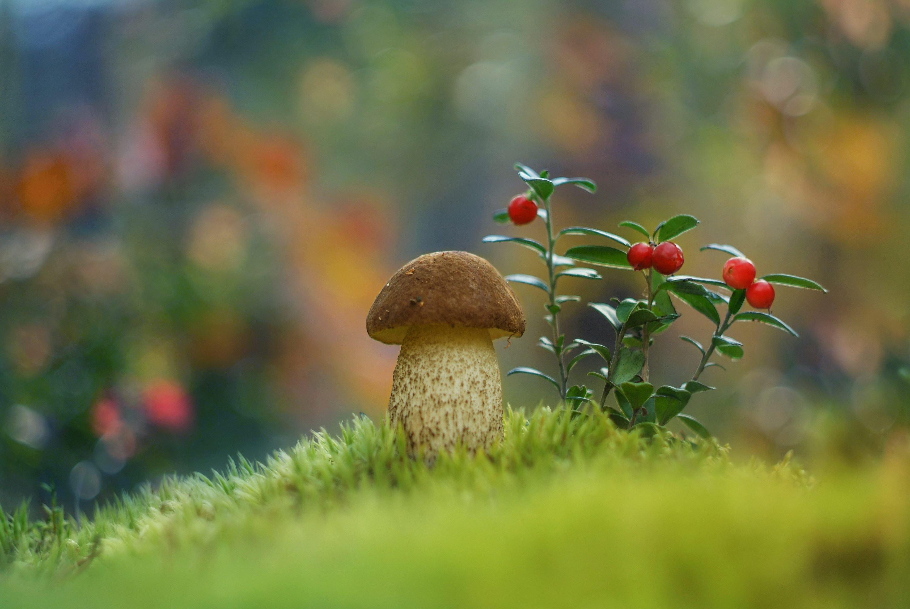 Лето грибами осень плодами. Грибы в лесу. Грибы на Поляне. Осень грибы. Красивые грибочки.