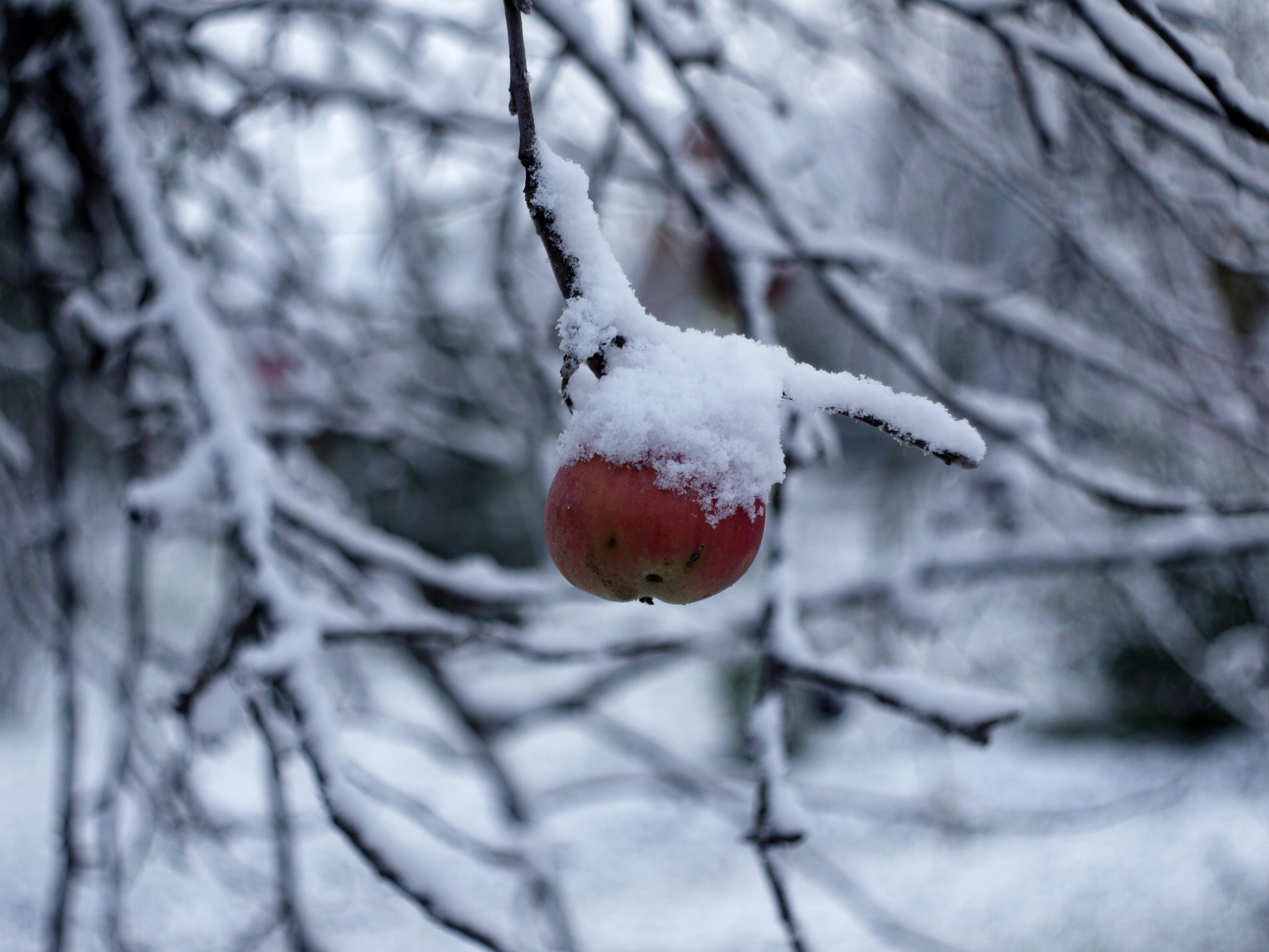 Пение яблоко. Яблоки на снегу картинки. Яблоки на снегу фото.