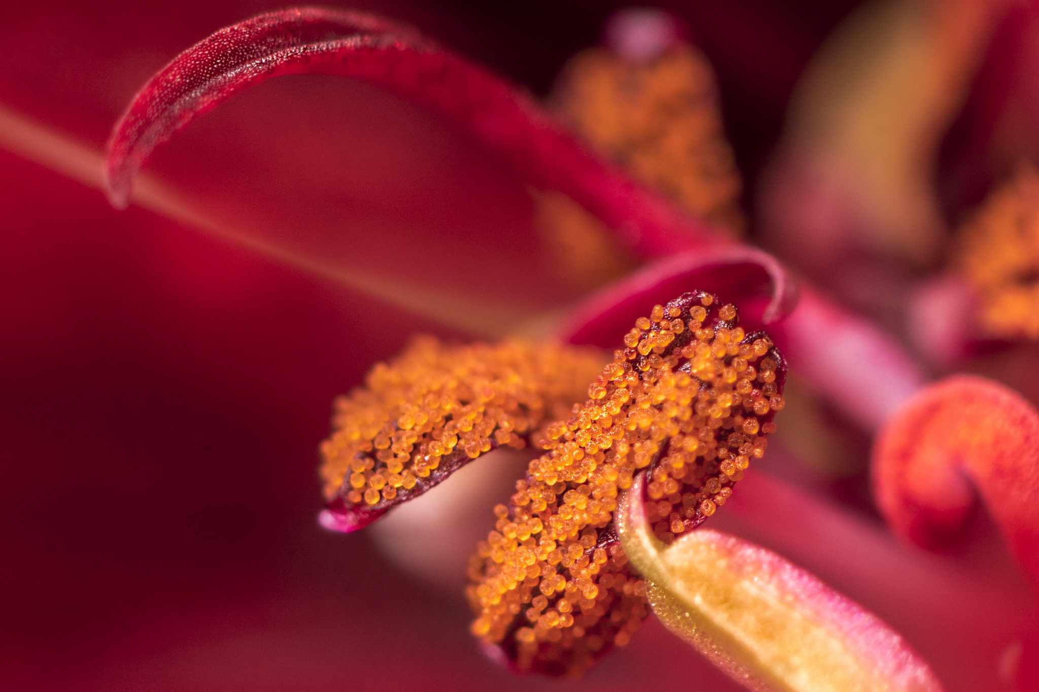 Воздушная пыльца. Пыльца пеларгонии микроскоп. Пеларгония пыльца. Пыльца растений под микроскопом. Пыльца Макросъемка.