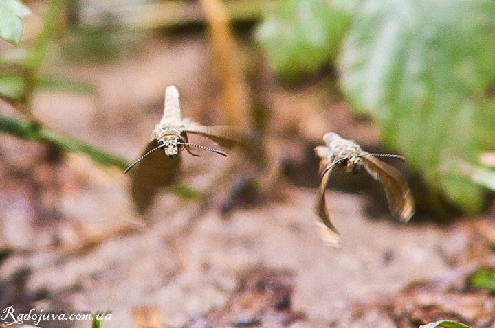 Moths in flight