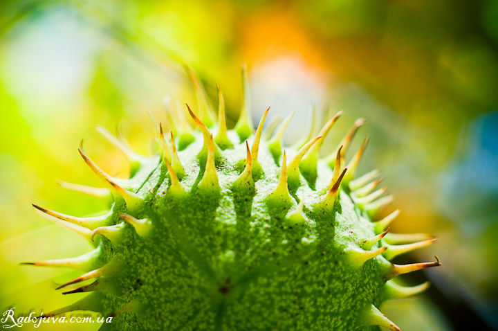 Photo using macro rings. Chestnut