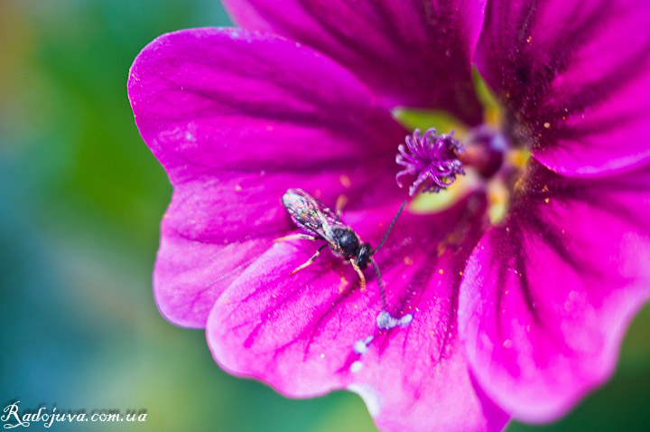 Foto met macroringen. Bloem en insect