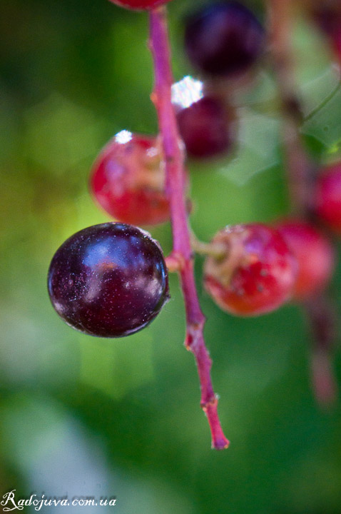 Small berry through a macro ring