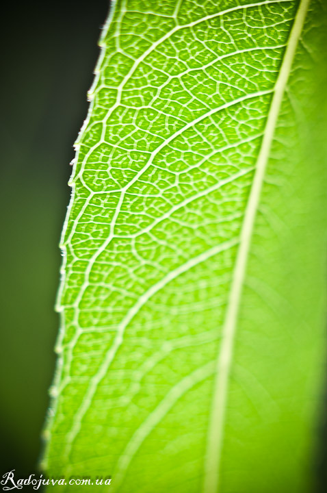 Photo using macro rings. Leaf