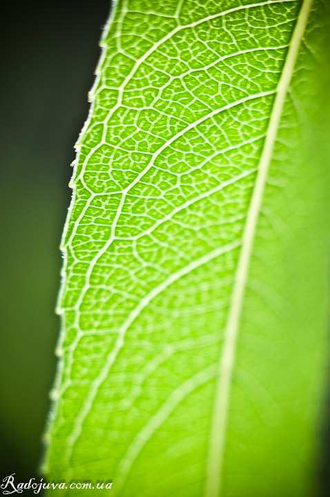 Photo utilisant des bagues macro. feuille