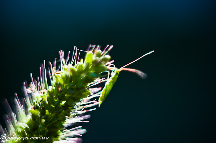 Photo using macro rings. Insect