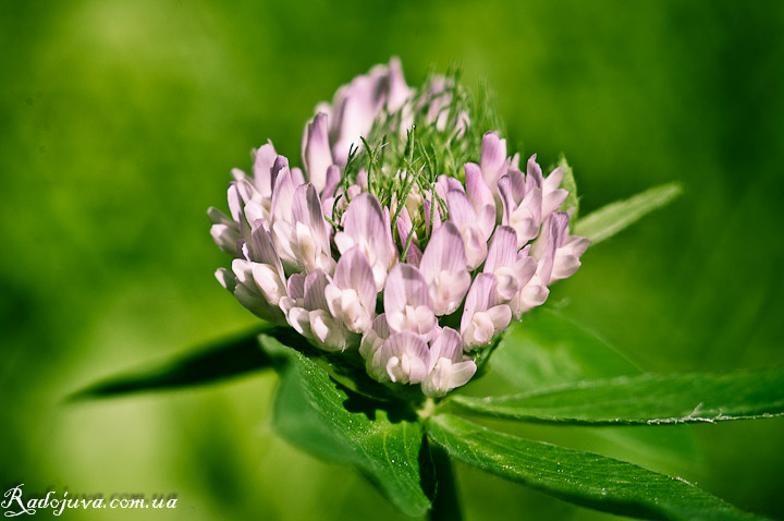 Photo using macro rings. Plants