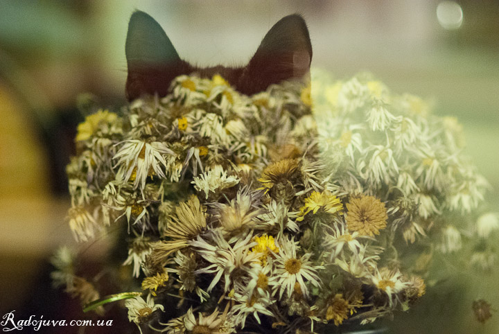 Multiple exposure in two frames