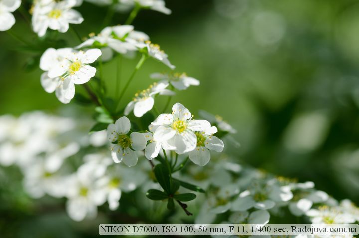 Przykładowe zdjęcie na Nikonie D7000