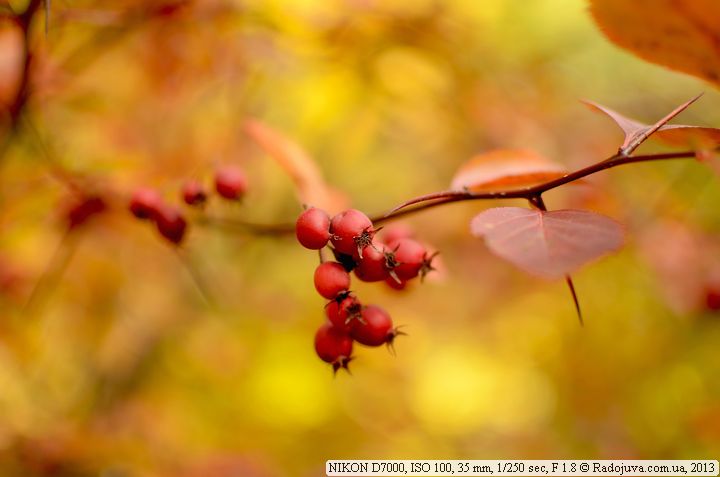 Foto de muestra en Nikon D7000