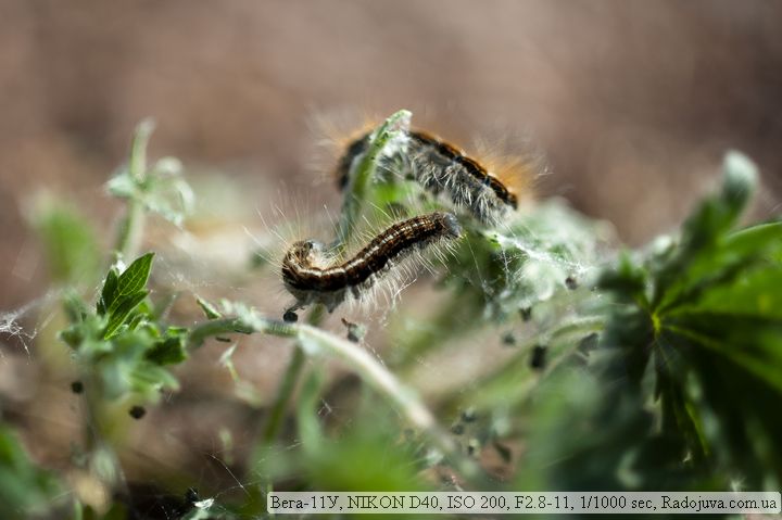Macro photo. Caterpillars.