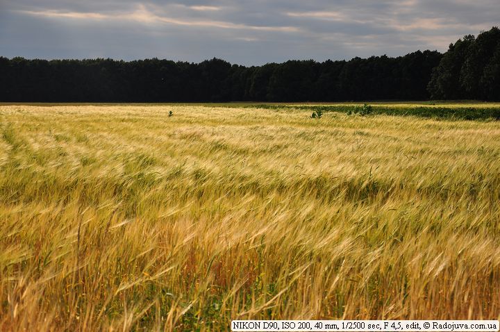 Campo. Cenário.