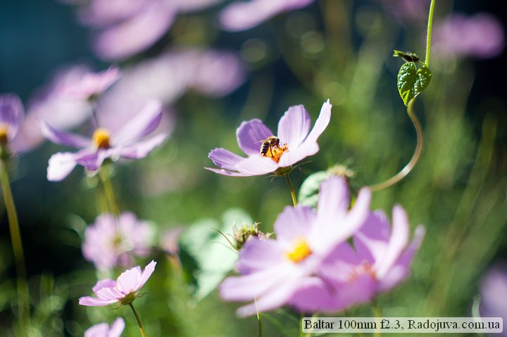 Foto en Baltar 100mm f2.3. Centrarse en una flor con una abeja
