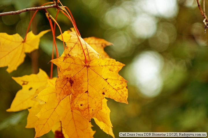 Real autumn leaf