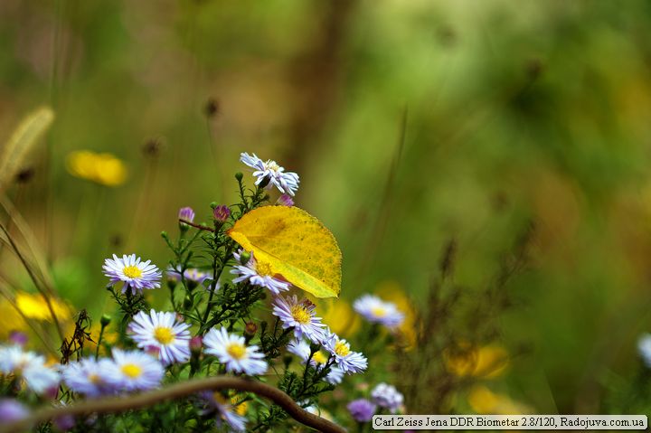 Bloemen - een zacht kussen voor vallende bladeren