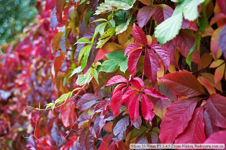 Autumn at Nikon 35-70mm f / 3.3-4.5 Zoom-Nikkor