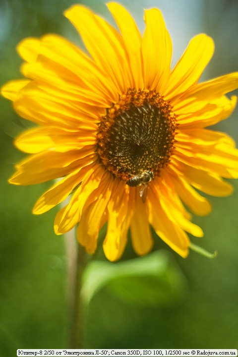 An example of a photo on Jupiter-8 from a television camera. Sunflower