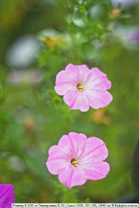 An example of a photo on Jupiter-8 from a television camera. Two flowers