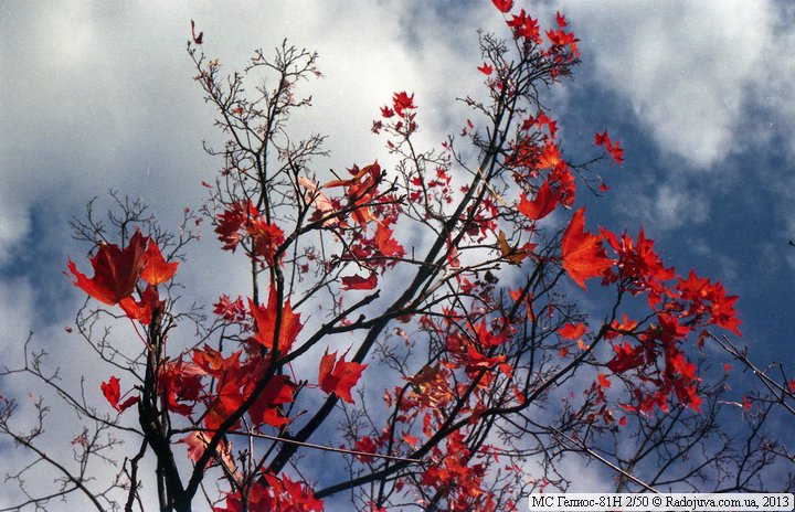 A tree with really red leaves. Especially for the sake of these leaves, I charged the camera with a film