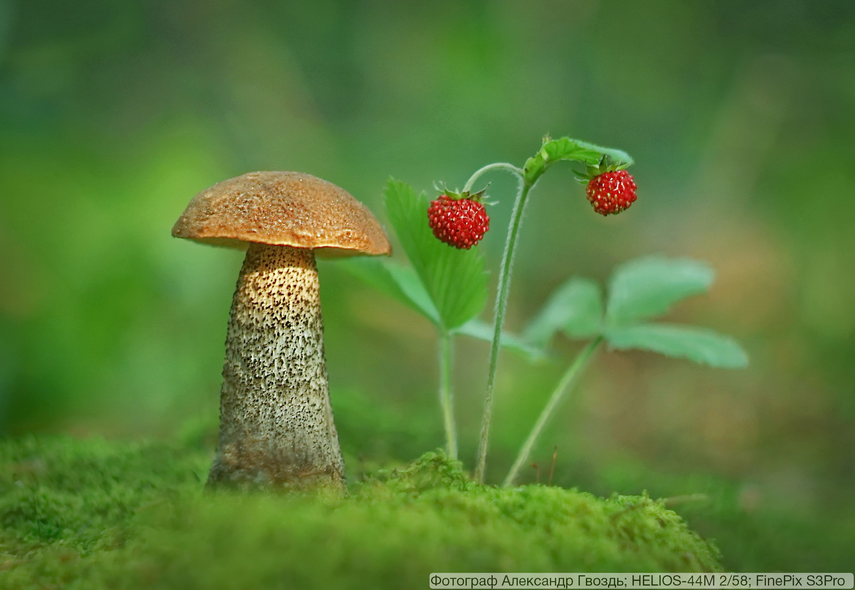 Мир природы грибы. Грибы в лесу. Лес грибы ягоды. Лето грибы. Грибы в траве.