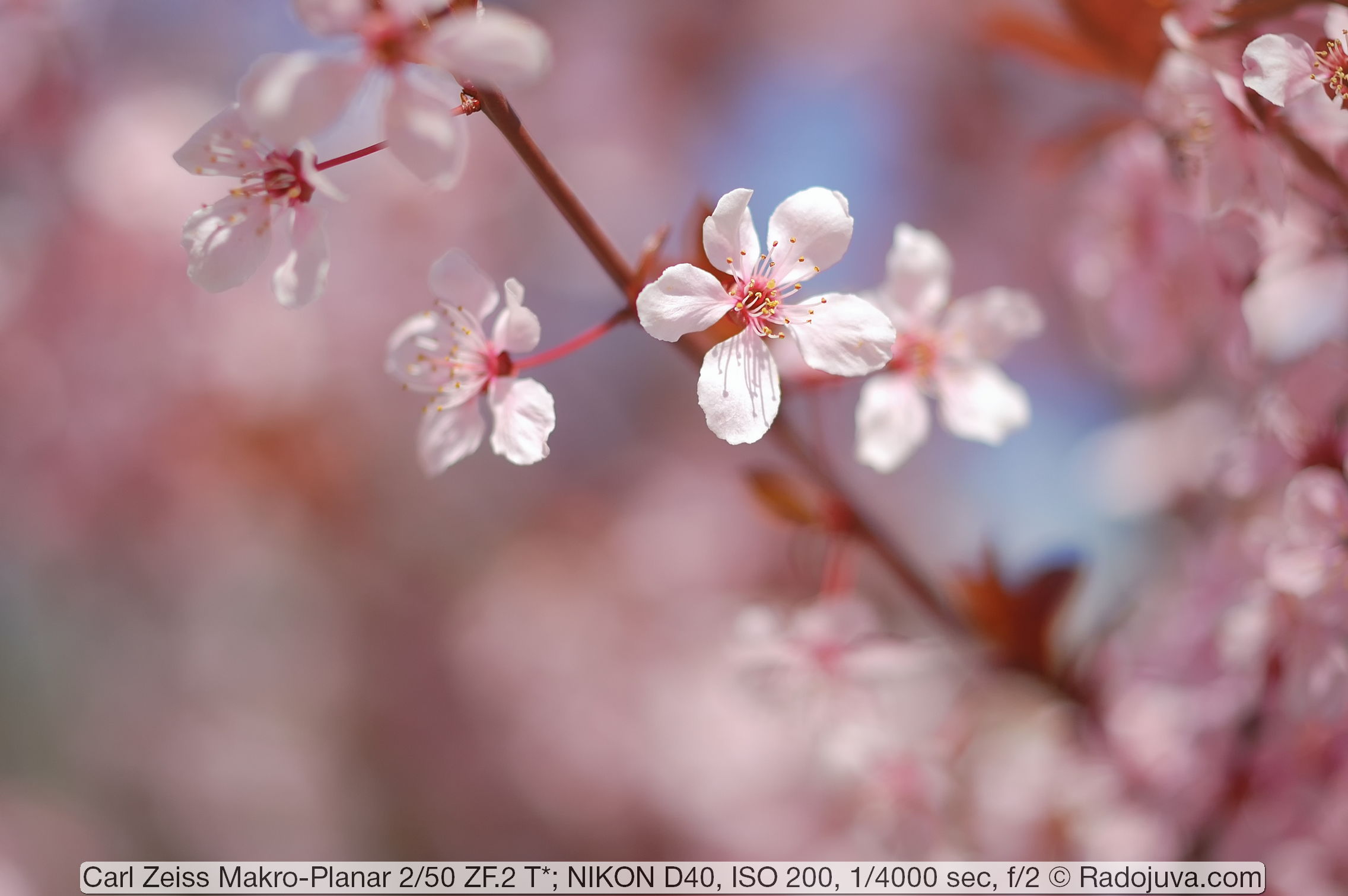 Review of Carl Zeiss Makro-Planar 2/50 ZF.2 T * | Happy