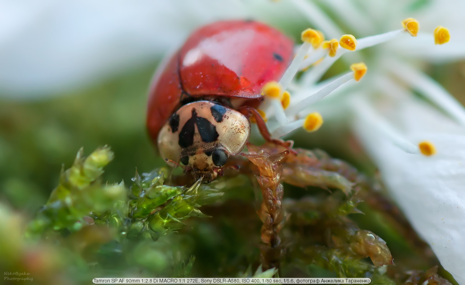 Test Tamron 90mm f / 2.8 SP AF Di MACRO 1: 1 272E II | Happy