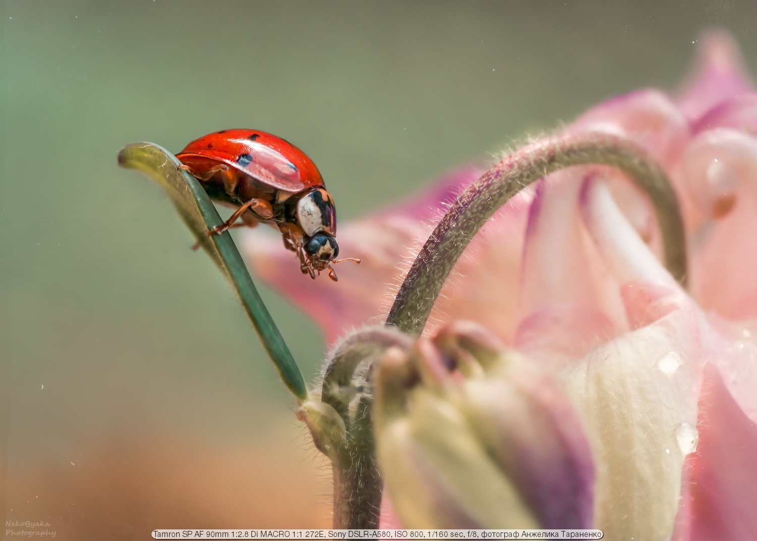 Test Tamron 90mm f / 2.8 SP AF Di MACRO 1: 1 272E II | Happy