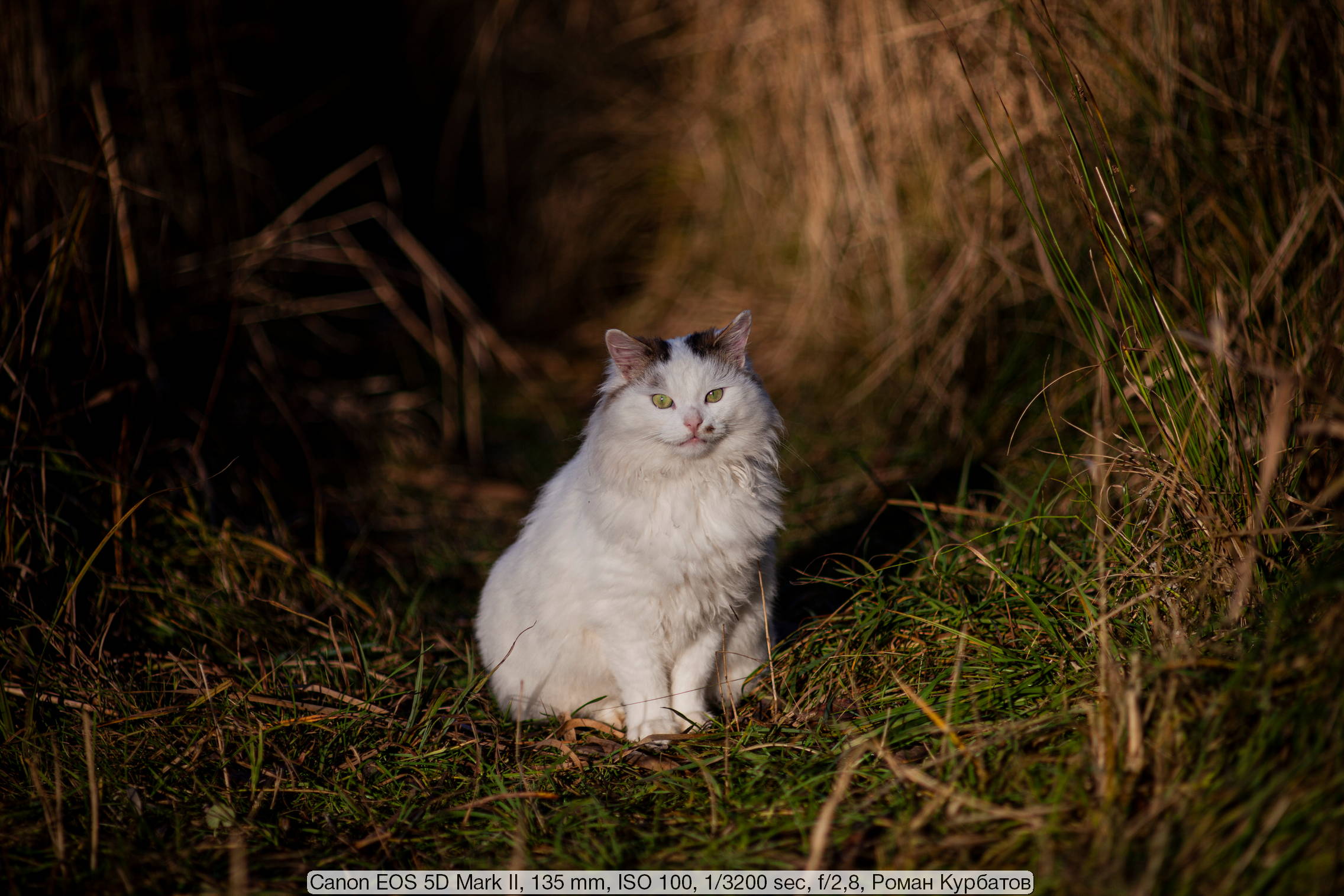 gans Desillusie Tapijt Canon EOS 5D Mark II. Review from the reader Radozhiva. | Radozhiva