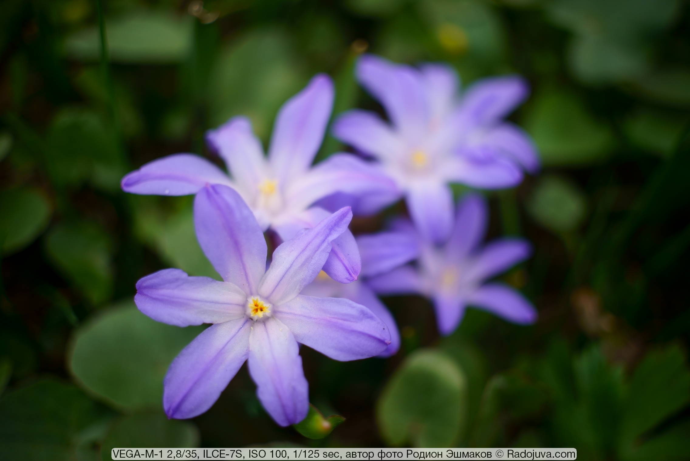 VEGA-M-1 2,8/35 from a rare Narcissus camera. Review by Rodion 