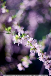 Cyclop 1,5 / 85 (ROMZ) - a technical version of Helios-40-2 for use in ...