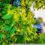 DSC00233