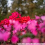 DSC01130