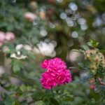 DSC01147