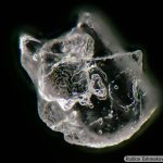 DSC05631-50_Pl16x