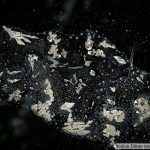 DSC05856-83