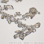 DSC06107-17_VI40_OI10