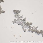 DSC06118-27_VI40_OI10